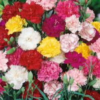 1000 Seeds Perennial Dianthus Carnation Flower Seed Mix for Planting
