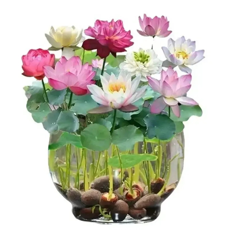 50Pcs Bowi Lotus Flower SeedsWater Lily Home Garden Plants Multi-Color Mix Mini Lotus Seeds LotusFlower Seeds Fast Grow