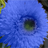 50pcs Blue Teddy Bear Sunflower Seeds - Stunning Annual Blooms for Your Garden Non GMO Heirloom Garden - Planting Instruction...