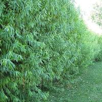 10 Austree Hybrid Willow Trees to Grow
