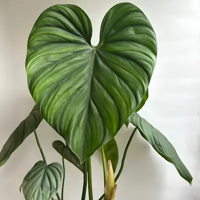 Philodendron SP Colombia 6\