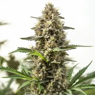 Holy Grail Og - Seeds Pack: 9-seeds
