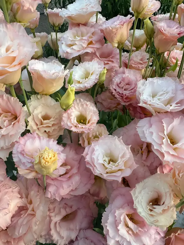 Lisianthus 'Champagne 3' seeds