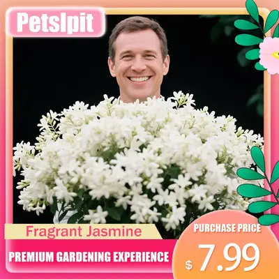 【PetalPit】$7.99 for 50 Non-GMO Climbing Silver Jasmine Seeds - Aromatic Evergreen, Ideal Decor Choice for Garden & Balcon...