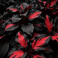 800 Black & Red Hosta Seeds – Bold Bicolor Foliage for Striking Shade Gardens, Low-Maintenance & Perfect for Visual Garden ...