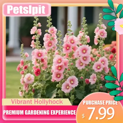 【PetalPit】Promise: Germinate or Refund]500PCS+ Hollyhock Seeds – Colorful Tall Blooms, Heirloom & Non-GMO, Perfect for ...