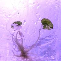 Alocasia Frydek Variegated Tissue Culture, Live plant