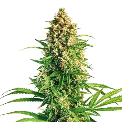 Cinderella 99 x Taskenti - Seeds Pack: 6-seeds