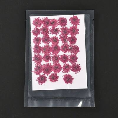 Pressed Dried Flowers