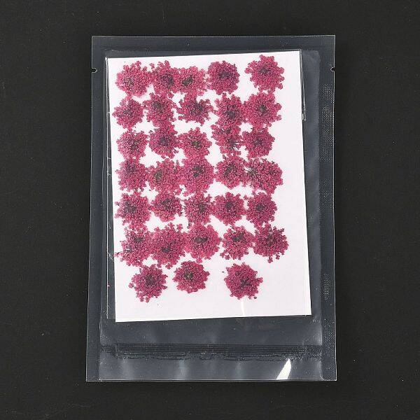 Pressed Dried Flowers