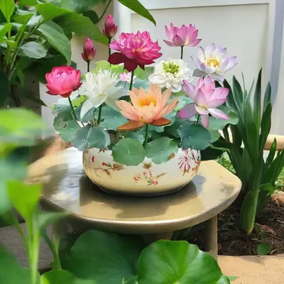 20 Mixed Color Bowl Lotus Seeds - Premium Bonsai Set for Beautiful Water Plants - Non-GMO Heirloom Variety for Indoor or Outd...