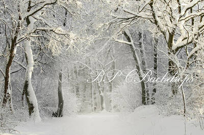 Aperturee Christmas Winter Snow Snowy Forest Photography Backdrop