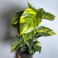 Hawaiian Pothos 6\