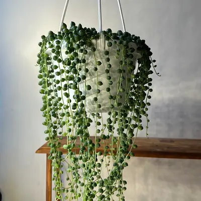 String of Pearls Plant 4.5\