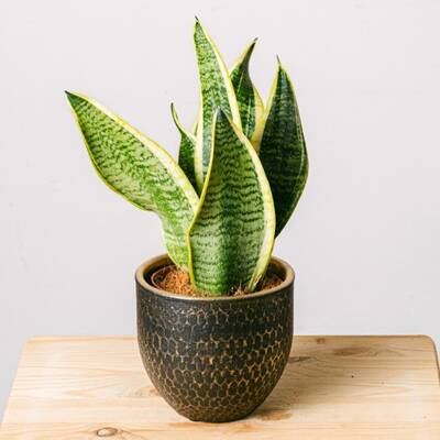 Sansevieria