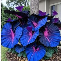 Hosta Seeds – Perennial Garden Plant for Borders and Shade