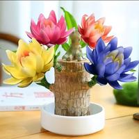 Brazilian Lucky Tree with Base & Mystery Doll Decorations Easy to Plant in Home Office Attracts Wealth Wooden Decorative Orna...