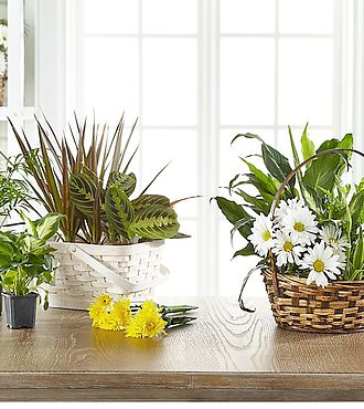 Florist Designed Dishgarden