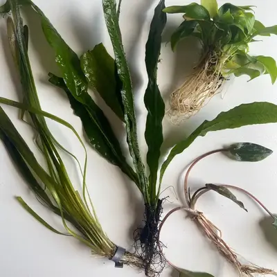 Betta Aquarium Plant Bundle, Italian Val, Java Fern, Crypt, and Anubias, Easy Beginner Live Fish Tank Decor