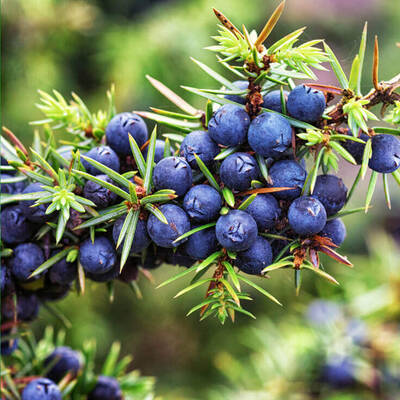 Juniper Berry Pure Essential Oil - 17mL & 60mL sizes | Fair Trade + Ethically Sourced | Size: 17mL