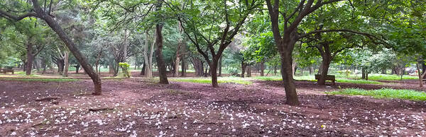 Cubbon Park Heritage Walk