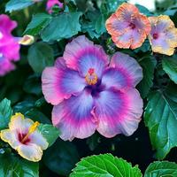 30 Mix Colors Giant Hibiscus Seeds Non-GMO Heirloom Variety Vibrant Blooms for Your Flourishing Garden Full Sun Flower Easy G...