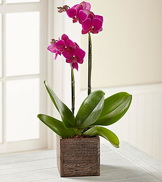 Fuchsia Phalaenopsis Orchid