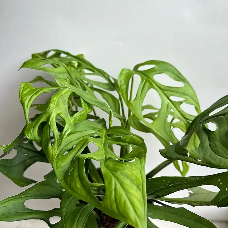 Monstera Esqueleto 6\