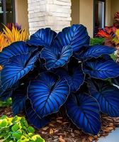 800pcs Hosta Seeds – Create Stunning Garden Borders with Hardy, Lush Foliage, Perfect for Shady Spaces and Pots