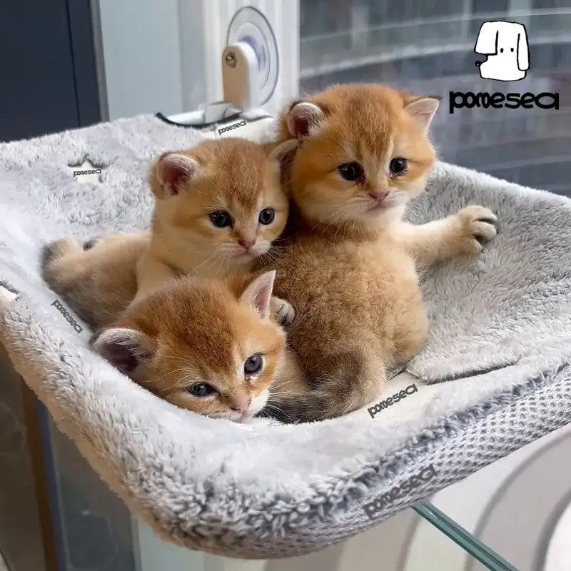 【Cat Window Perch】for Large Cats,Glow in The Dark,Hammock with Hook Design Double-Sided Fabric Cover, Foldable Window Sea...