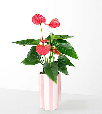 Sending Love Pink Anthurium - FedEx