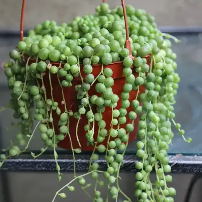 String of Pearls Live Succulent Plant in 2\