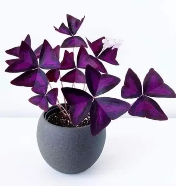 Oxalis Triangularis Bulbs - Purple Shamrock Bulbs - Good Luck Plant - Fast Growing Year Round Color Indoors or Outdoors - Oxa...