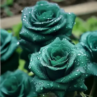 20pcs Scottish Green Rose Seeds - Non-GMO Heirloom Variety for Your Garden - Planting Instructions Included