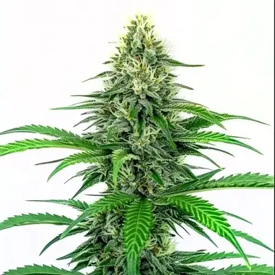 Critical Fast Version - Seeds Pack: 50-seeds