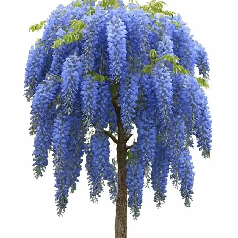 Blue Moon Wisteria Live Tree Seedling for Planting (One Seedling)