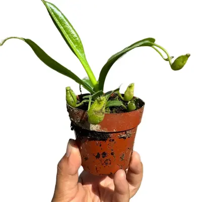 Monkey Cup Pitcher Carnivorous Plant 2 in pot  plant nepenthes