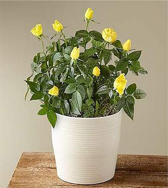 Yellow Mini Rose Plant - FedEx