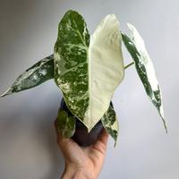 Variegated Alocasia Frydek 4\