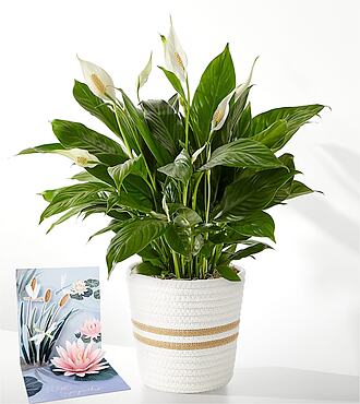 Peace Lily Plant and Sympathy Pop Up Card - FedEx