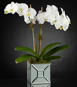 FTD Elegant Impressions Luxury Orchid