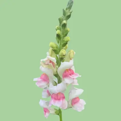 Snapdragon Potomac appleblossom seeds