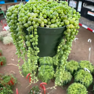 8” String of Pearls Plant in Pot - Hook Included