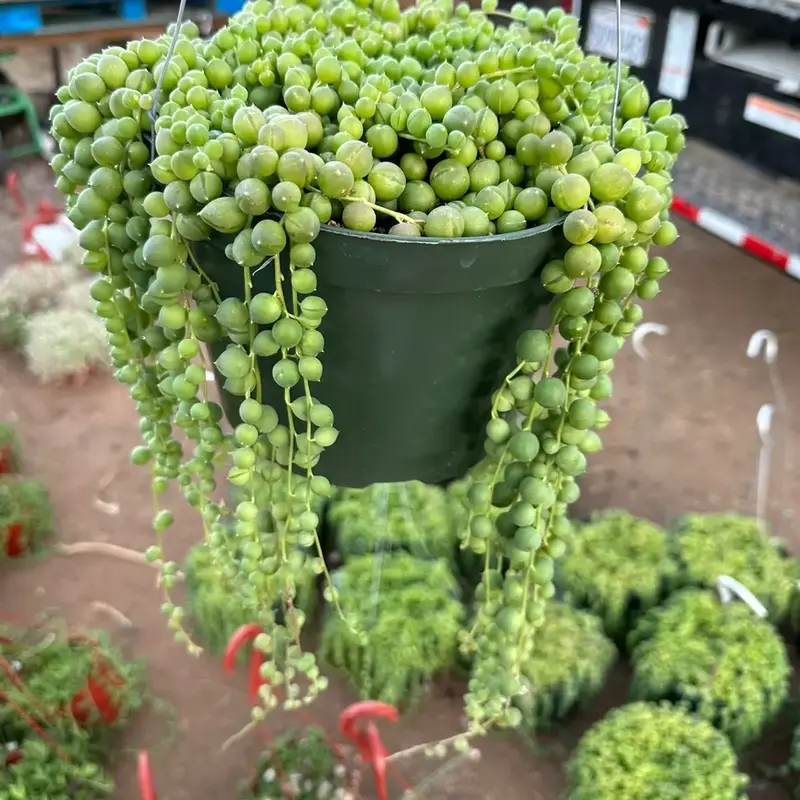 8” String of Pearls Plant in Pot - Hook Included