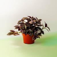 Tradescantia Zebrina - 4 Inch Pot