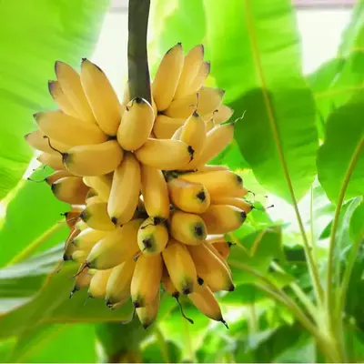 Dwarf Banana Tree Plant Seeds for Growing (5 Seeds) - Great Indoor Bonsai Plant, Grow Food