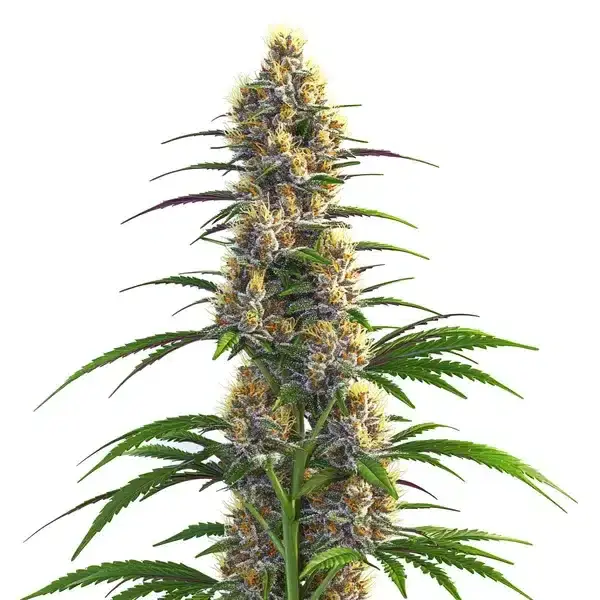 CBD Zenergy - Seeds Pack: 1-seed