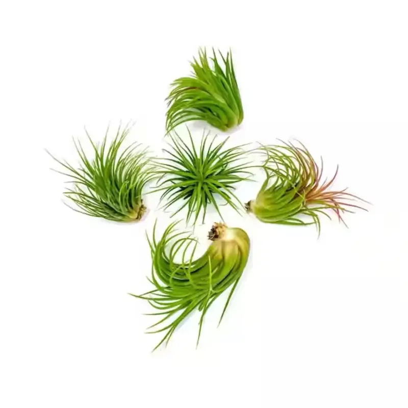 Ionantha Guatemala Tillandsia Air Plant Blue, Guatemala Tillandsia Live Airplant, mini plant, small airplant for display, Hea...