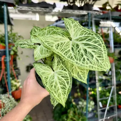 Syngonium batik - 4” pot