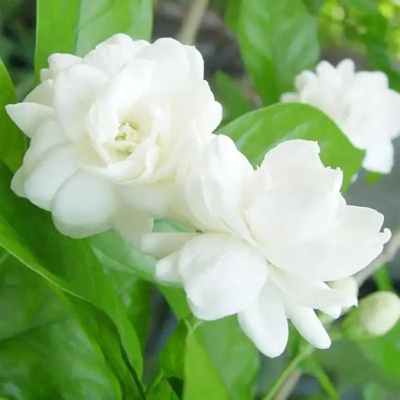 50+ Climbing Jasmine Flower Seeds Fragrant Plant for Planting Garden Home Four Seasons Evergreen Silver Jasmine Garden Balcon...